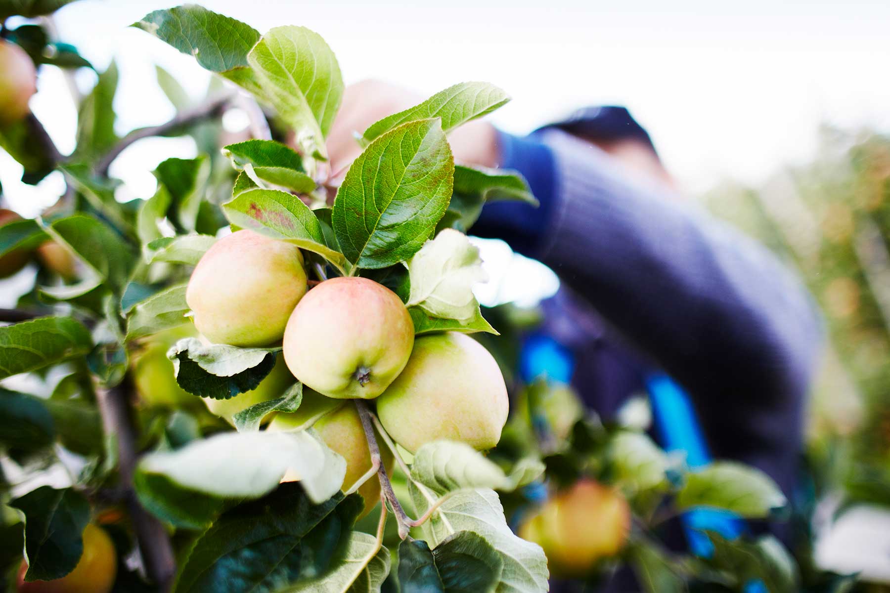 Vätterfrukt – Vid Vätterns sydöstra strand