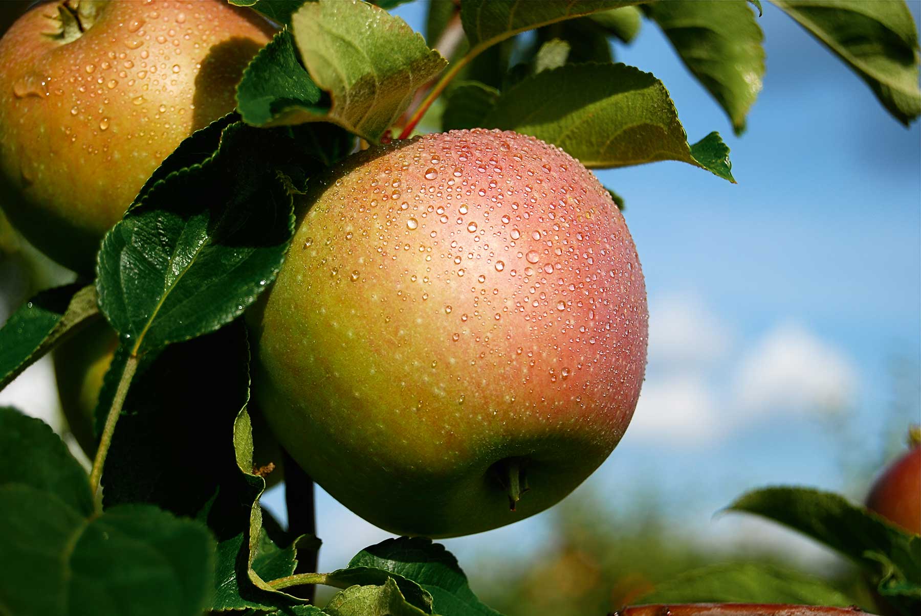 IP-sigill Klimatcertifiering